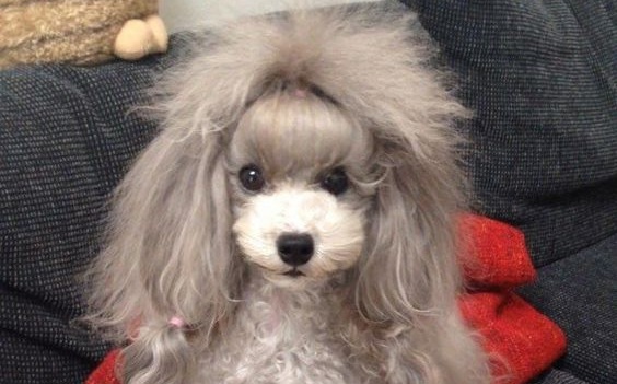 funny poodle haircuts