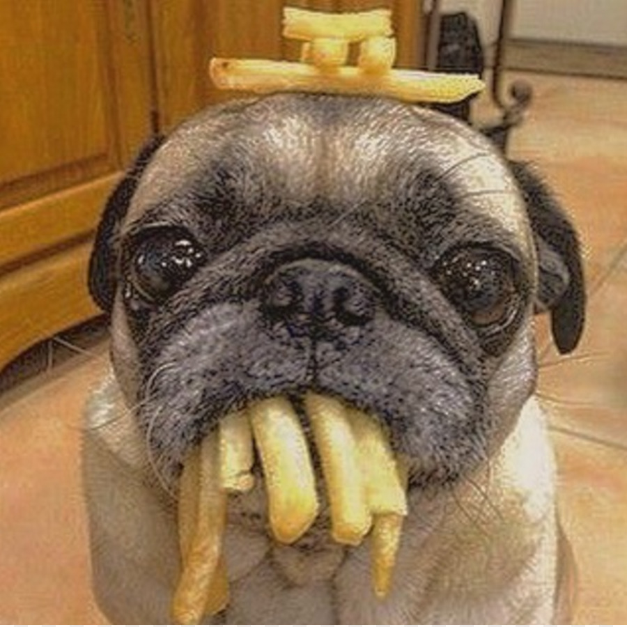 14 Funny Pictures Of Pugs Begging For Food | Page 2 of 3 | PetPress