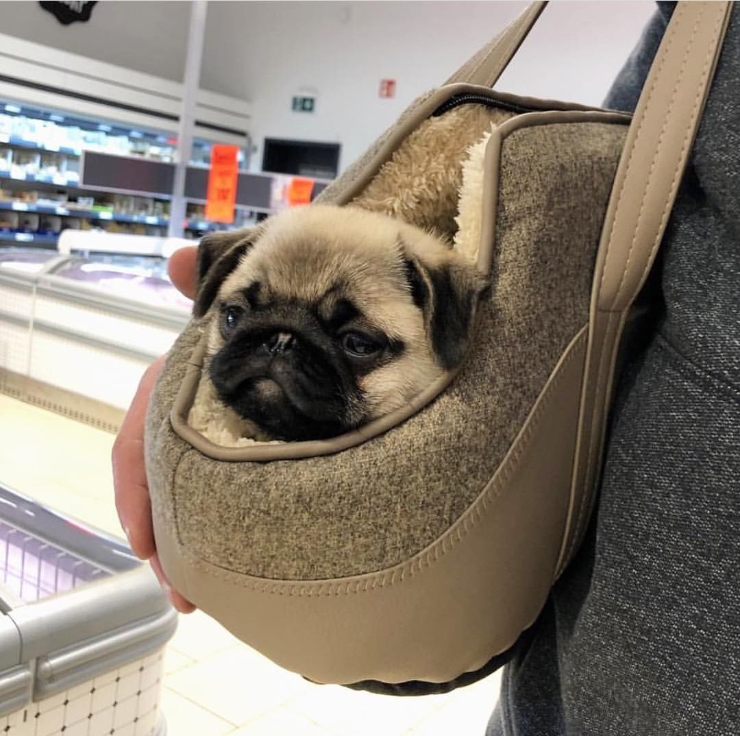 15 Funny Pug Photos That Will Make You Laugh PetPress