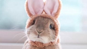 decorative rabbit