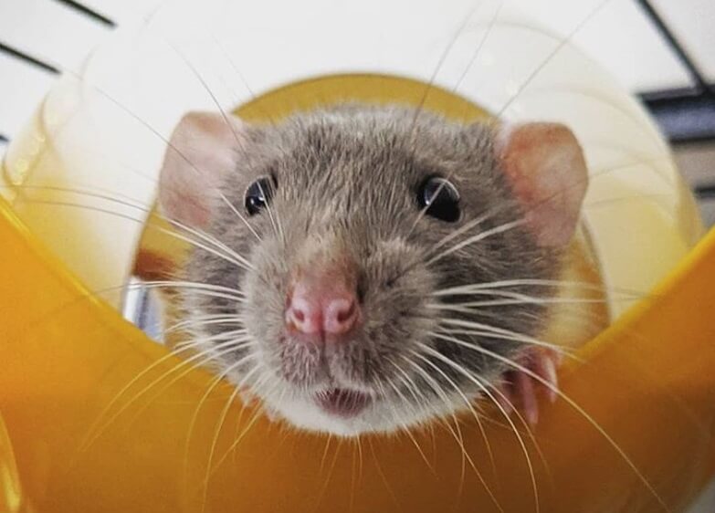 top-500-best-names-for-pet-rats-the-ultimate-list-petpress