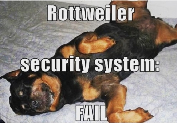 14 Funny Rottweiler Memes That Make You Laugh Too Hard