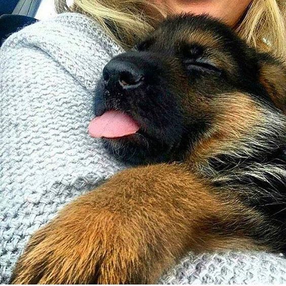 14 Wonderful German Shepherd Pictures To Make You Smile | Page 3 of 4