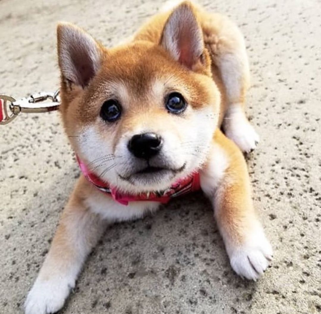 shiba inu squish mallow