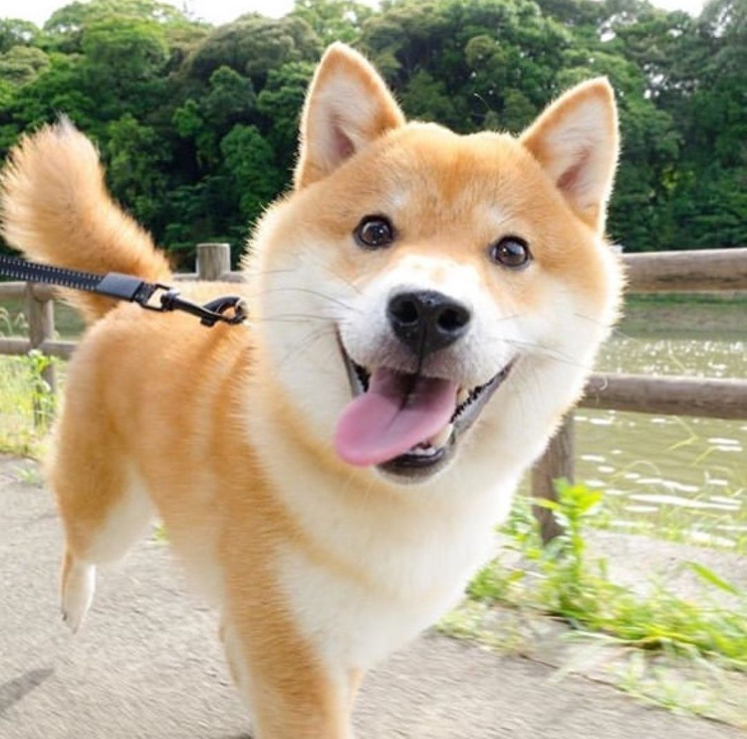 14 Pictures of Shiba Inu Proving That They Are The Best ...