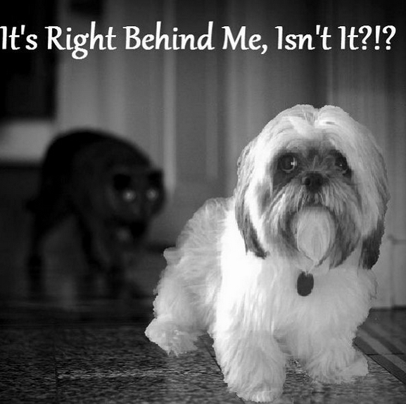 funny shih tzu memes Funny animal memes of the day 25 pics ...