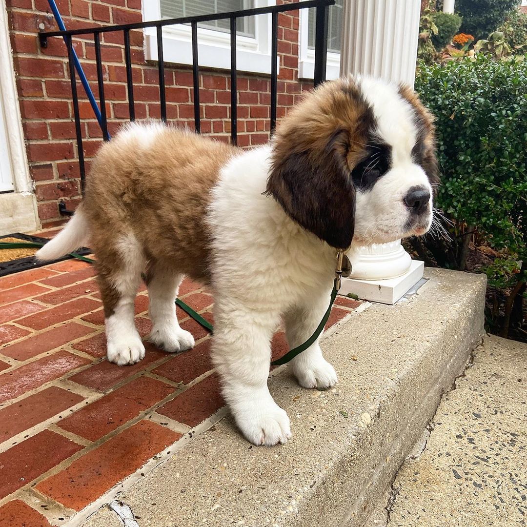 14 Facts About Massive And Huge Saint Bernards | PetPress