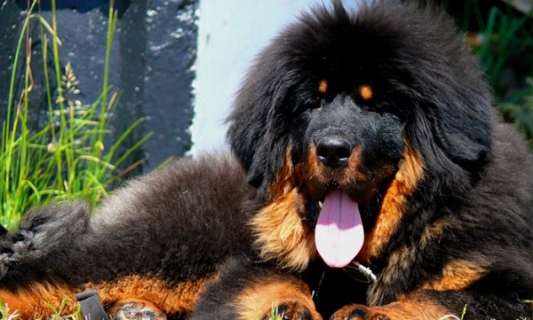 tibetan mastiff apartment