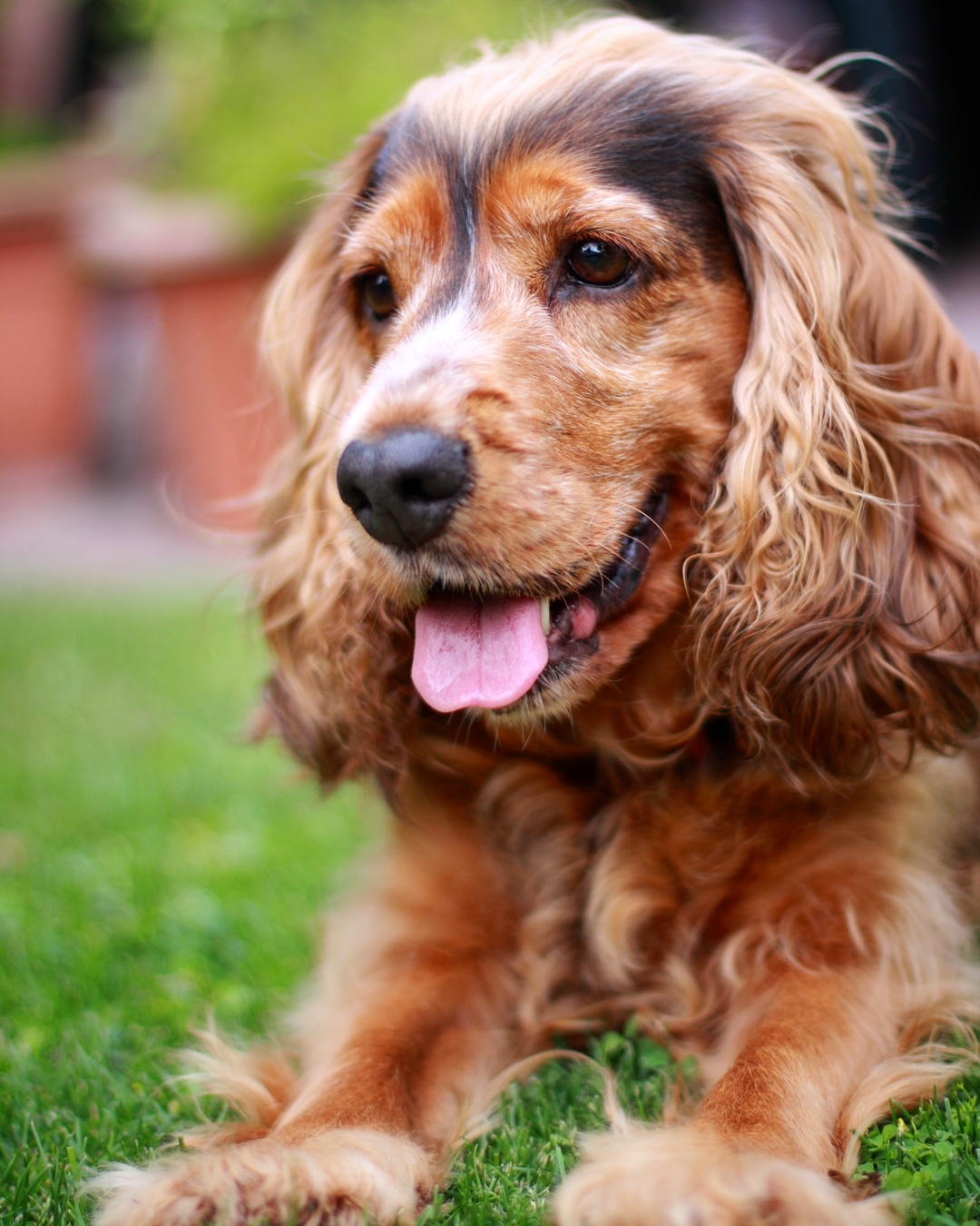 14 Magnificent Facts About English Cocker Spaniels Page 3 Of 4 PetPress 14 Magnificent Facts About English Cocker Spaniels Page 3 Of 4 PetPress