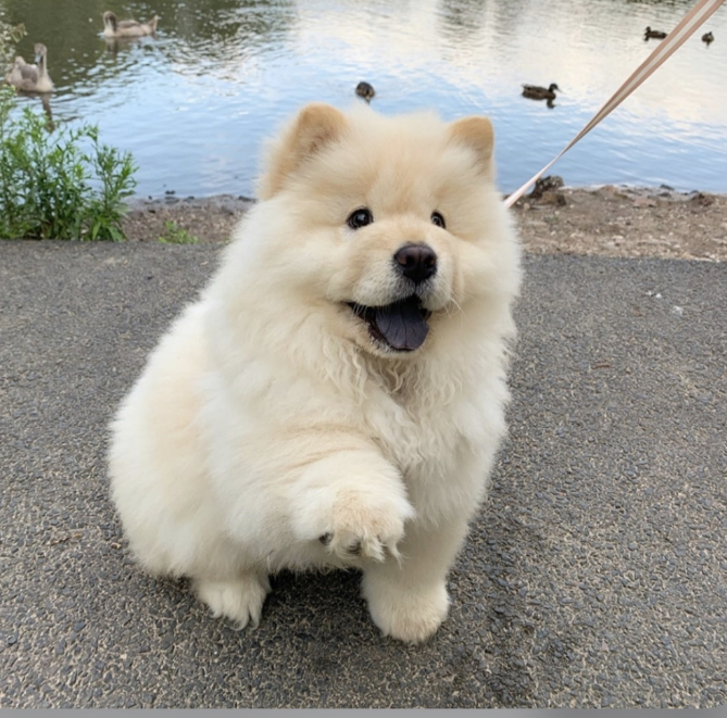 small chow looking dog