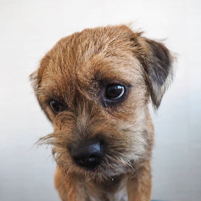 14 Border Terrier Pics Only Their Owners Will Understand PetPress