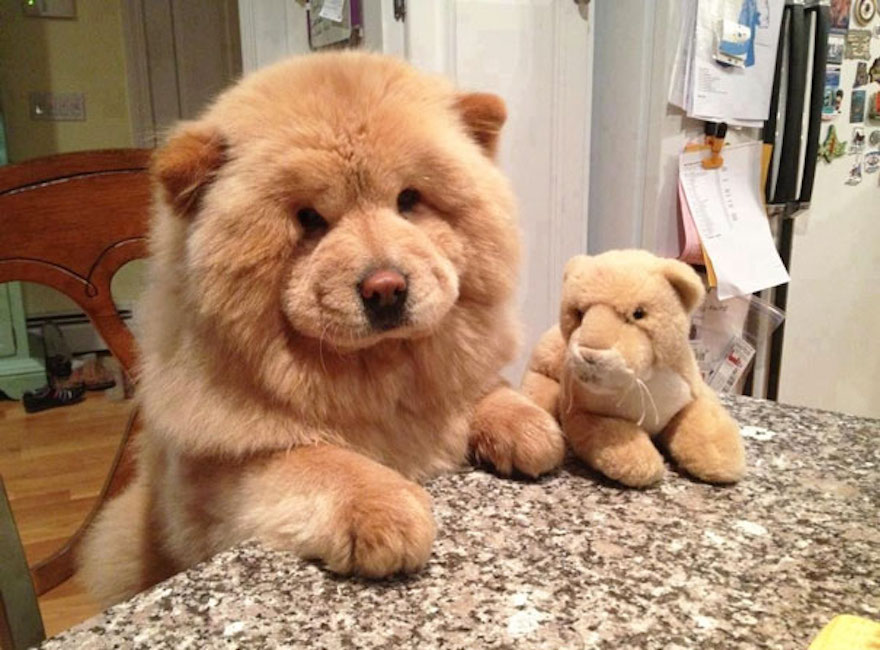 small chow looking dog