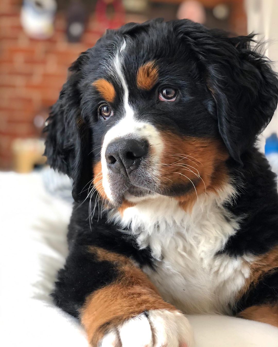 14 Amazing Facts About Bernese Mountain Dogs PetPress