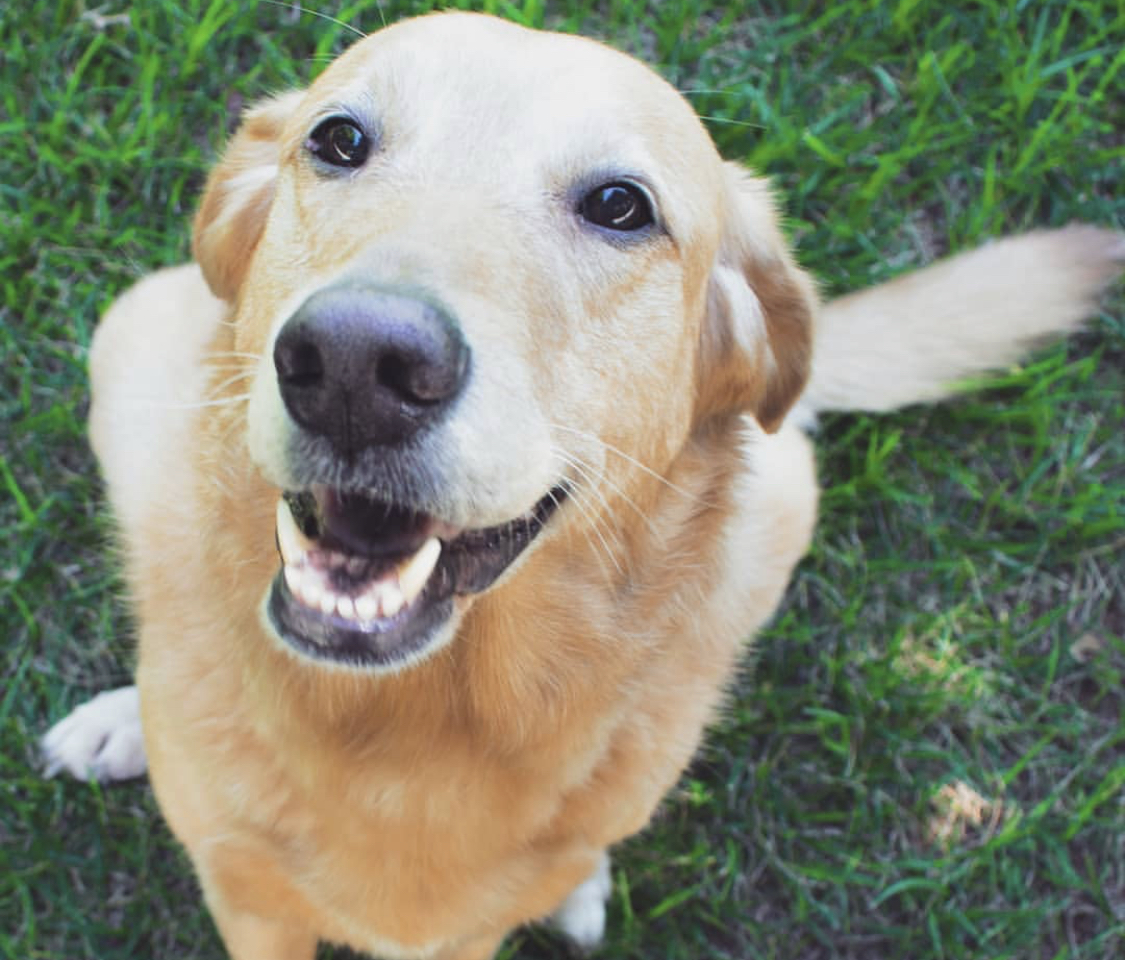 The 14 World’s Most Awesome Golden Retriever Mixes 