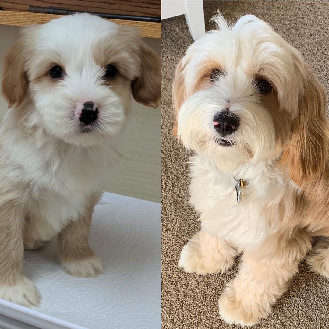 tibetan terrier soft toy