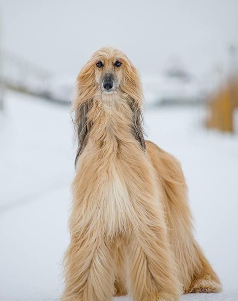 14 Tips For Raising The Afghan Hound Petpress