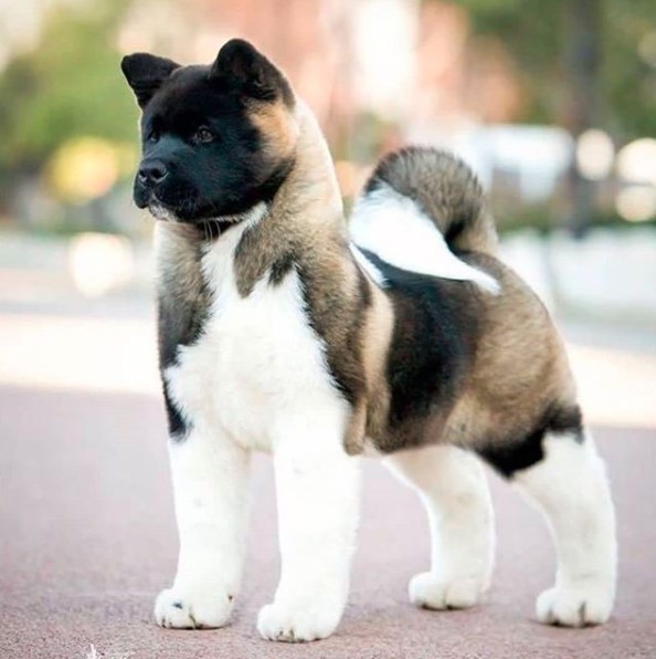 14 Characteristics Of the American Akita | Page 3 of 3 | PetPress