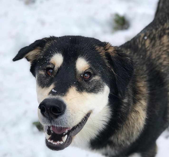 Alaskan Goldenmute (Golden Retriever x Alaskan Malamute mix) | PetPress