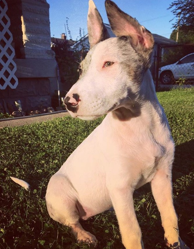 7 Bull Terrier Mixes That Will Make You Scream "I WANT ONE