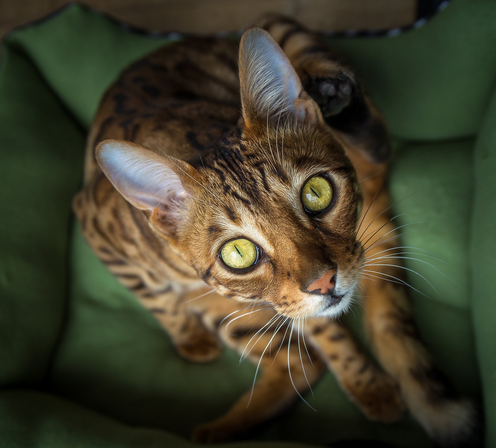 15 Fascinating Facts About Bengal Cats PetPress