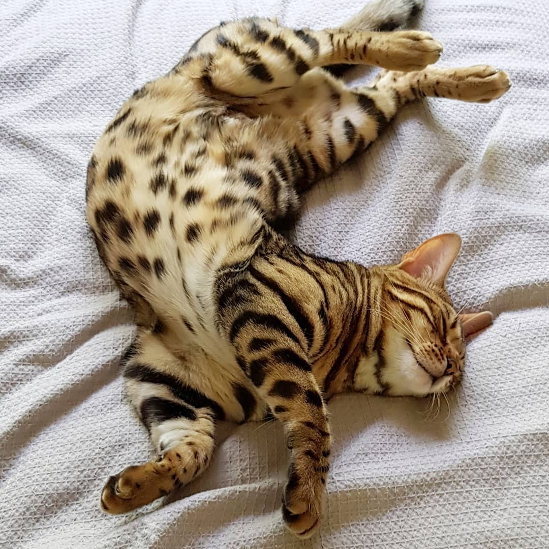 All 101+ Images show me a picture of a bengal cat Updated