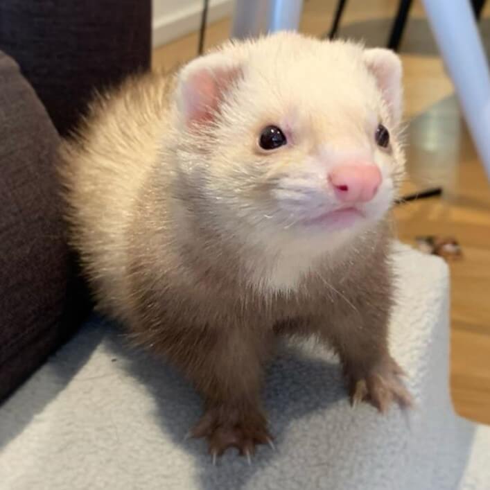 Top 500+ Ferret Names (Cute, Funny, & Cool Names!) | PetPress