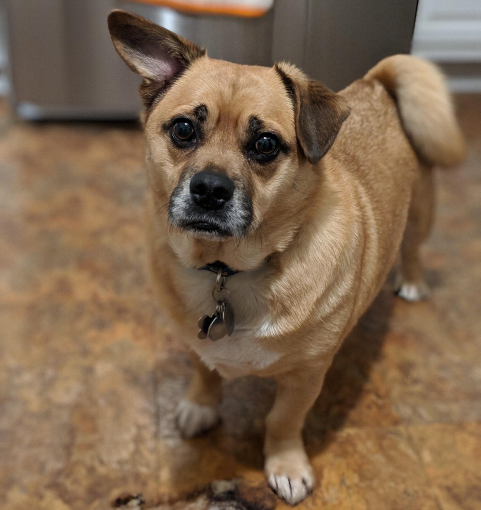 26 Corgi Mixes: Magical Mutts Who'll Steal Your Heart! | PetPress