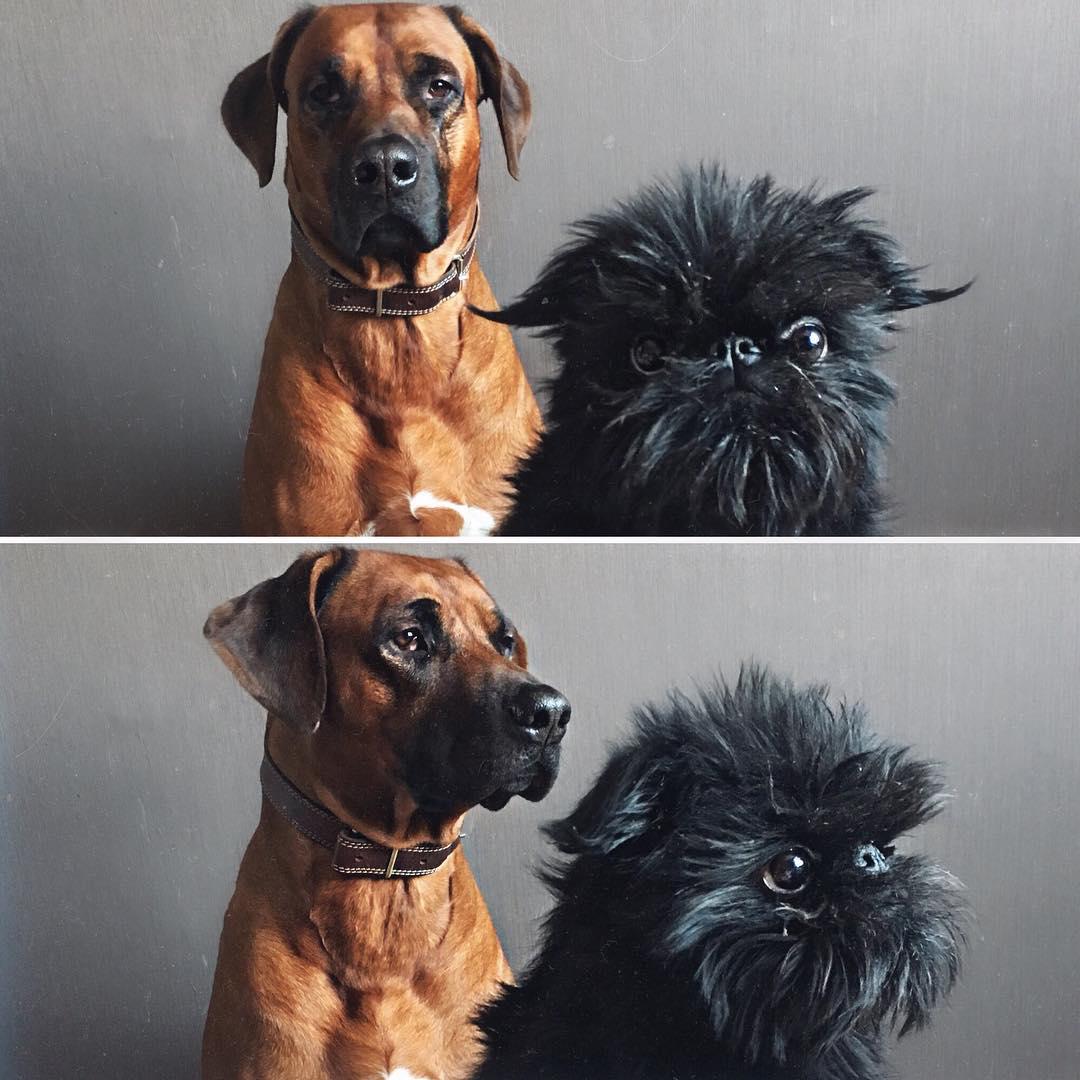 14 Incredible Facts About Brussels Griffons That You Didn’t Know | PetPress