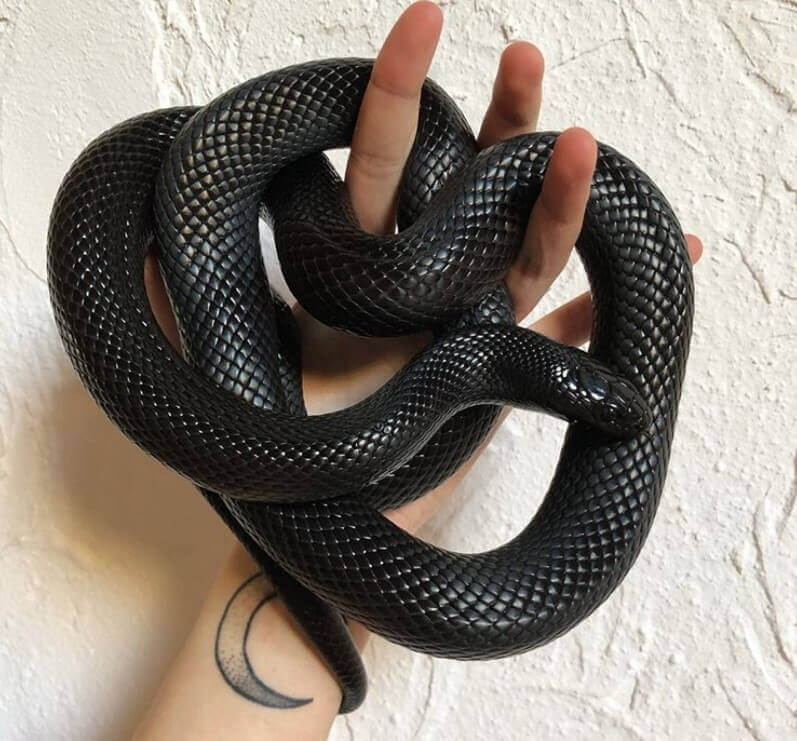 Snakes names. Имя для змеи белая и черная. Snake name. My name is Snake.