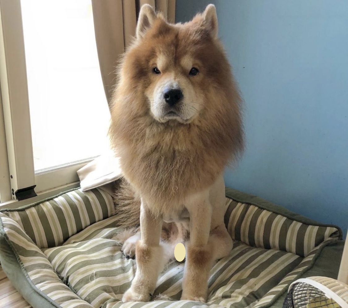 14 Pics Proving That Chow Chow is the Cutest Dog Breed