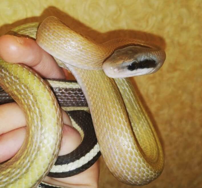 famous-snake-names-snake-names-snake-pet-snake