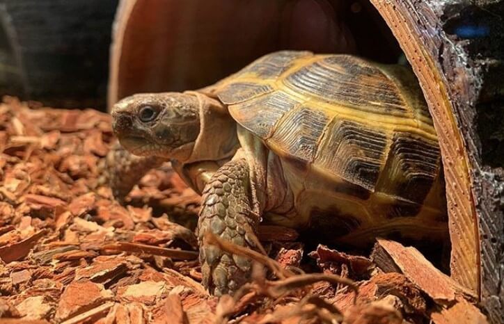 200+ Names for Pet Tortoises (Cool, Funny, & Famous Names) | PetPress