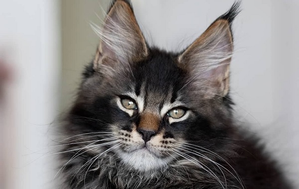 14 Maine Coon Facts Are So Unreal, You Wont Believe They’re All True ...