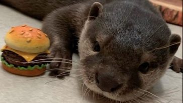 Otter