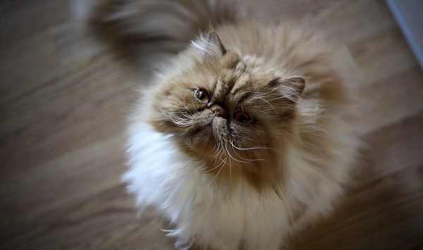 14 Facts That Persian Cat Lovers Should Know Petpress