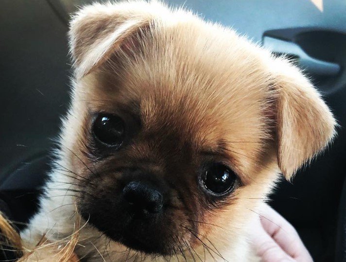 PomAPug (Pug x Pomeranian) PetPress
