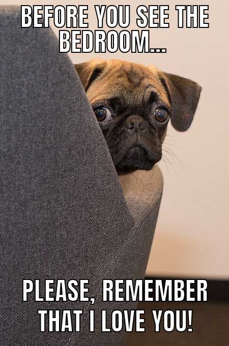 14 Funny Pug Memes That Will Make You Happy! | PetPress