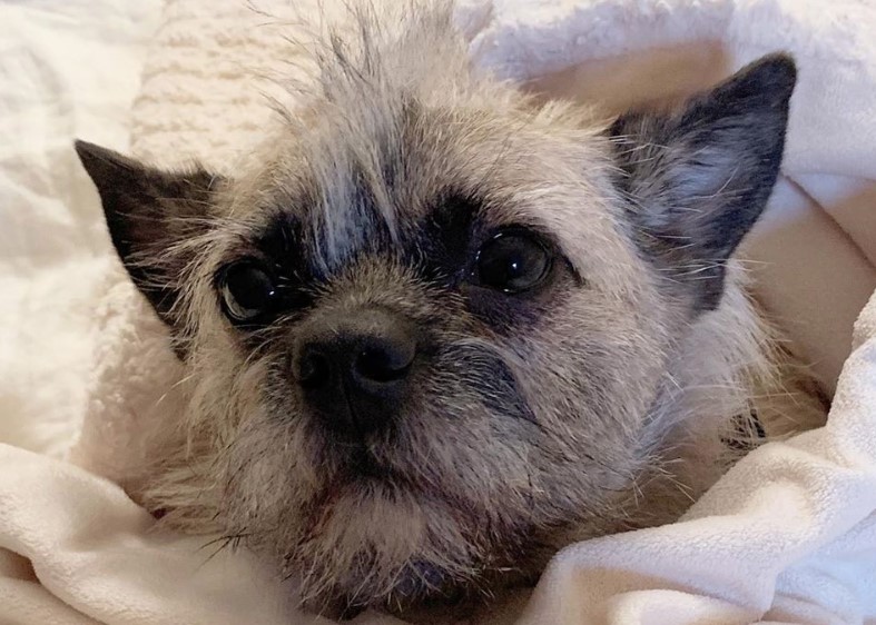 cairn terrier pug mix