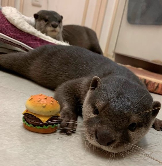 14 Pros And Cons Of The Otter At Home | PetPress