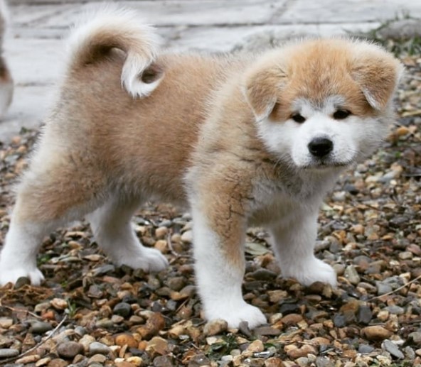 14 Features And Characteristics Of Akita Inu Puppies 