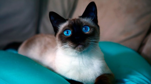 14 Tips How to Reassure a Siamese Cat | PetPress