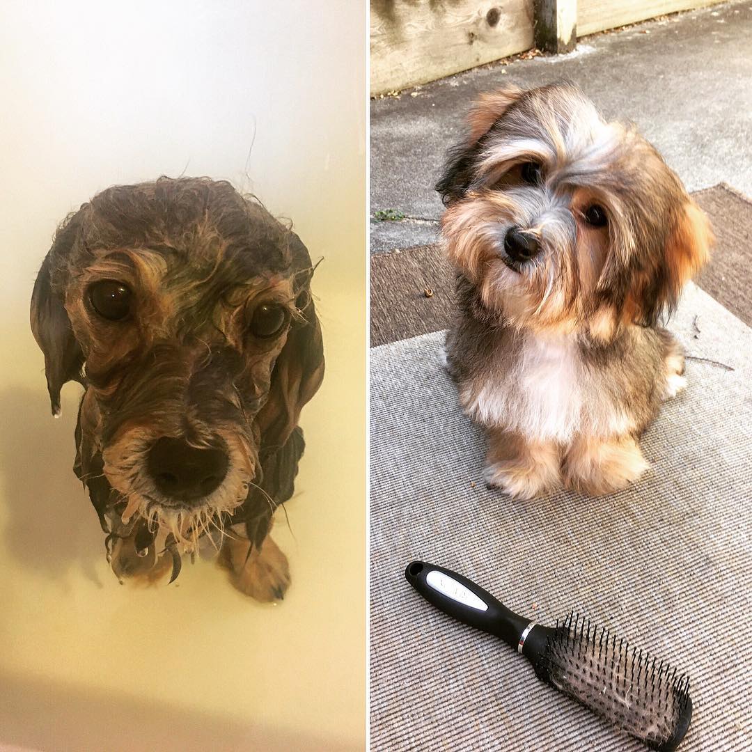 coton de tulear and yorkie mix