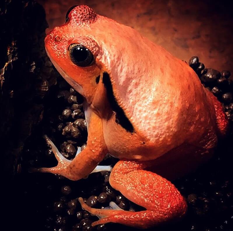 6 Great Beginner Pet Frogs | PetPress