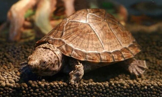 600+ Best Pet Turtle Names (Cute, Funny, & Famous Names) | PetPress