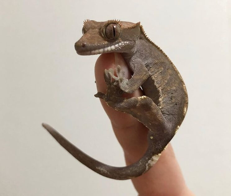 Gecko Names - Over 300 Inspiring Ideas For Naming Your Gecko | PetPress