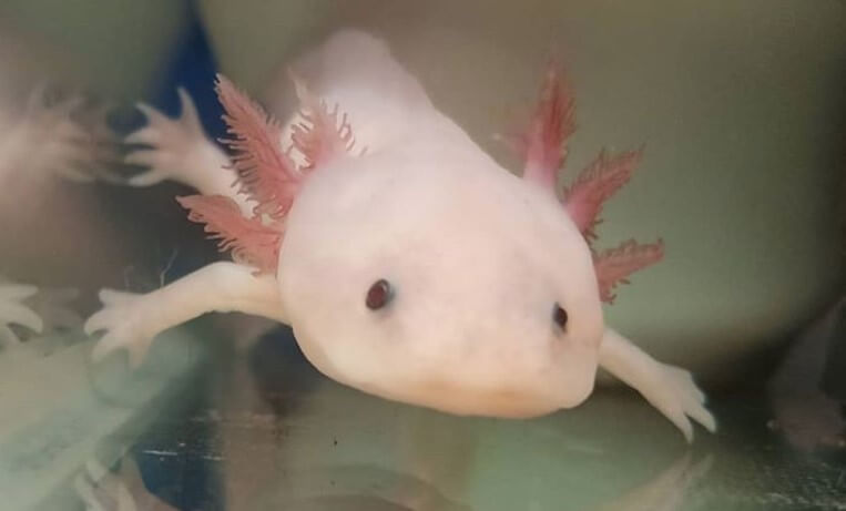 300 Most Adorable And Cute Axolotl Names Petpress