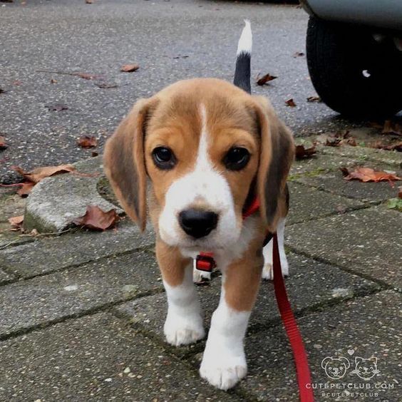 14 Charming Photos Of Beagle Puppies That Will Make Your Day Better ...