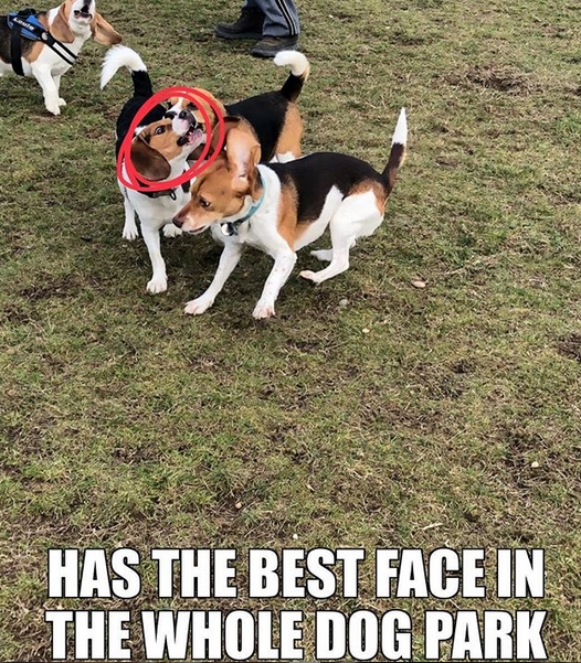 14 Funny Beagle Memes That Will Make You Smile! | PetPress