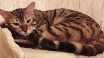 bengal cat