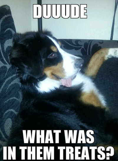 15 Funny Bernese Mountain Dog Memes That Will Make You 